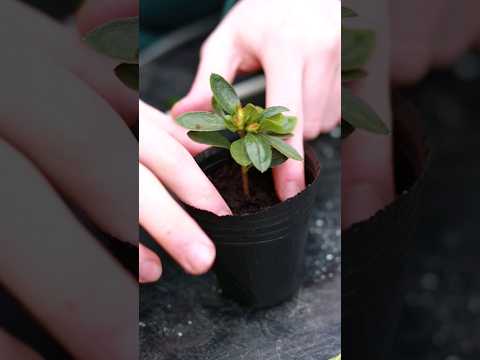 Vídeo: Azalea Leaf Growth - Ajuda, os arbustos de azalea podem não ter folhas