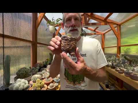The reunited and it feels soo good GREENHOUSE TOUR: Crazy 4 Cactus edition on shake down street