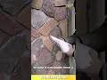 Professional Stone Wall Grouting Technique for Clean and Durable Decorative Masonry Finishing
