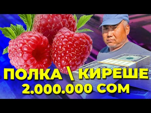 Video: Малина өстүрүү бизнес катары: кирешелүүлүк, бизнес-план