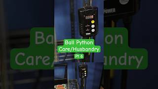 The Ball Python Care Guide of 2026 Pt 6 #reptiles #ballpython