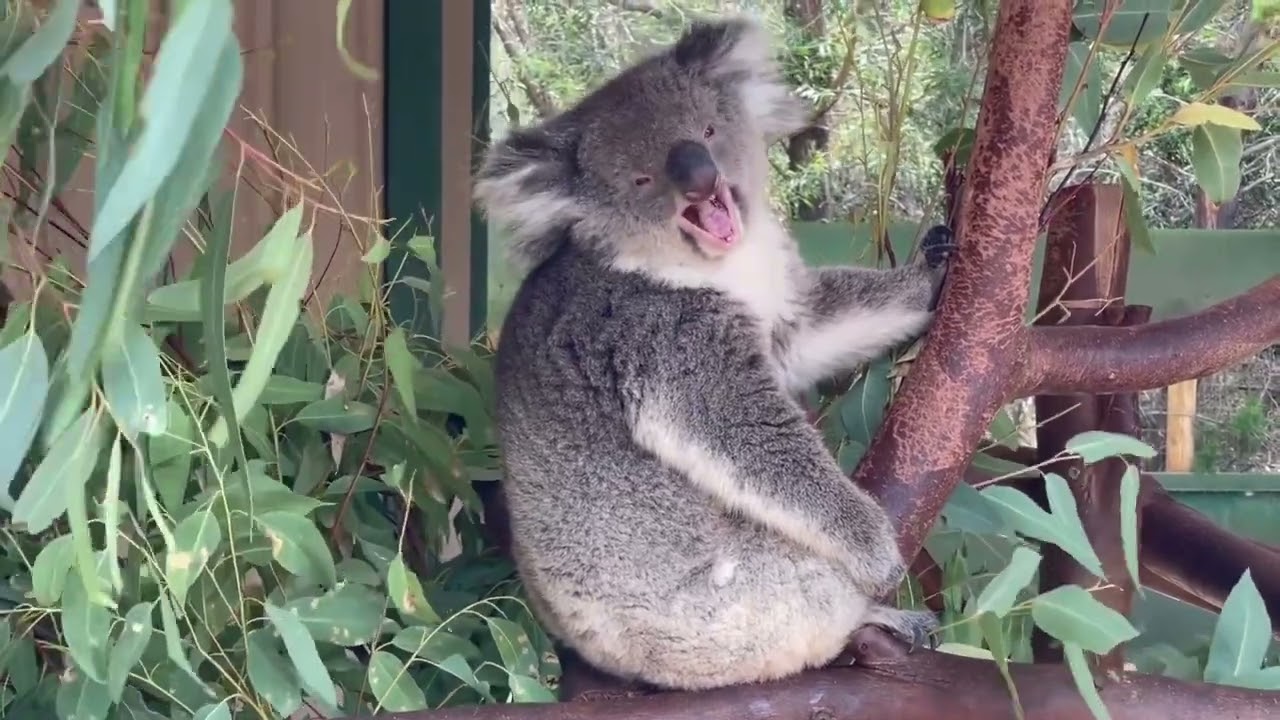 Guarda Relaxing music with animals/ Music of life/ Beautiful Koala su YouTube Guarda Relaxing music with animals/ Music of life/ Beautiful Koala su YouTube
