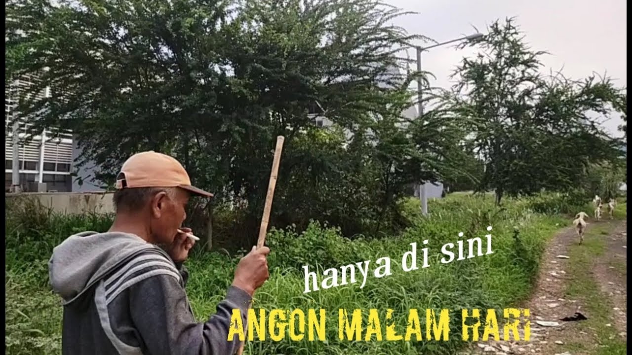 Angon kambing sampai malam hari 