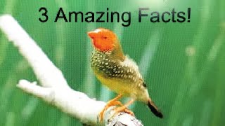 Star Finches. 3 Amazing Facts