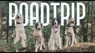 Silken Windhound Roadtrip Vlog! by Airbender Dogs 5,113 views 3 years ago 9 minutes