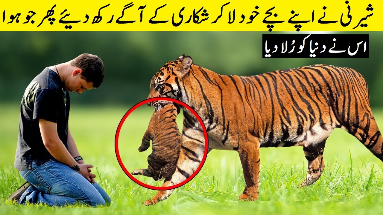 Tigress Gave Her Cubs To This Man Then Something Unbelievable Happened