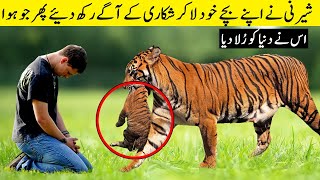 Tigress Gave Her Cubs To This Man Then Something Unbelievable Happened