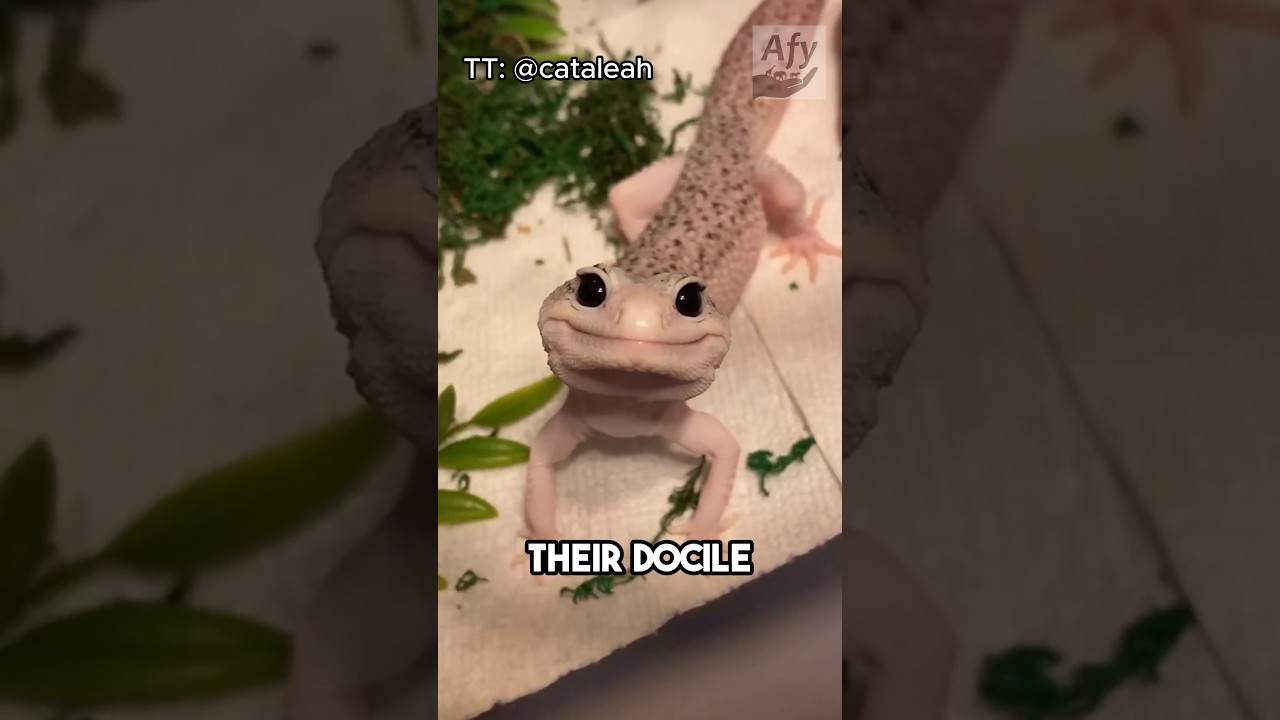 Три самых простых в уходе питомца! Согласны с этим списком? 