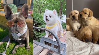 Funny Dogs Compilation 🤣😂😂 #294 (cute baby dogs funny) 😂🤣 by Doggy Lands No views 11 months ago 2 minutes, 9 seconds