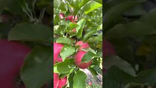#shorts pink lady apple part 2