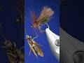 Grannom (cul vert) #grannom #culvert #egglaying #imago #dryflies #sedge #trout #grayling