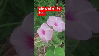 olad ke khatre insa firta hai Mara