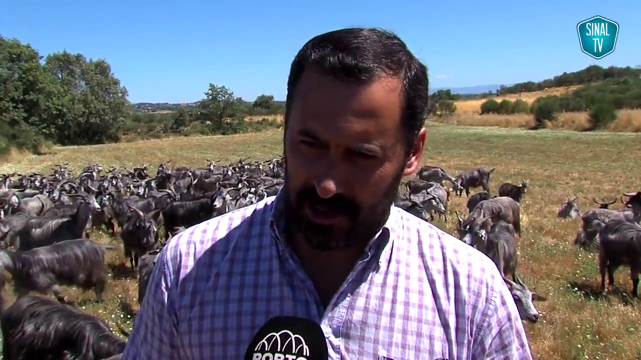 Cão de Gado Transmontano