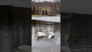 Playful Swan Forces Another into Water