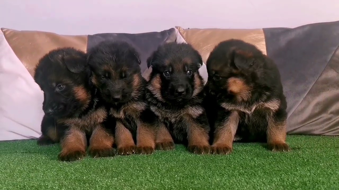 Owczarki Niemieckie Hodowla z Mylnej Gromady ZKwP/FCI kom.606 902 687