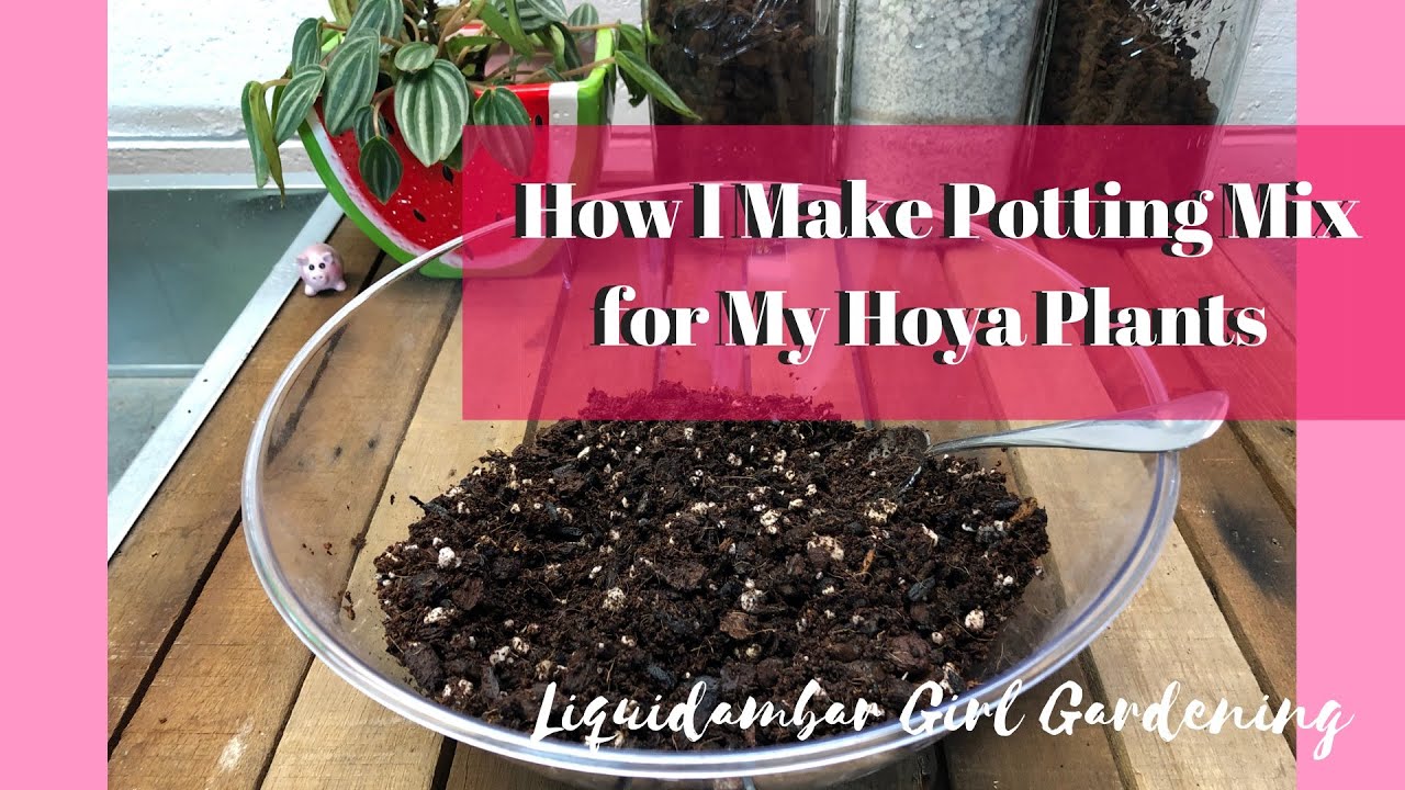 Potting Mix I Use for my Hoya Plants YouTube