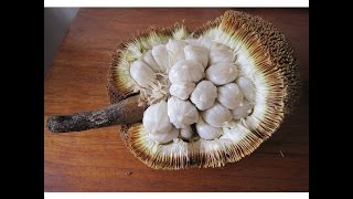 Borneo Vlog 2 :: tarap aka sunbathing hedgehog screenshot 4