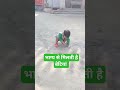 भांजी का मिट्टी से प्यार#viral #trending #shortvideo #youtubeshorts #video #सब्सक्राइब #video