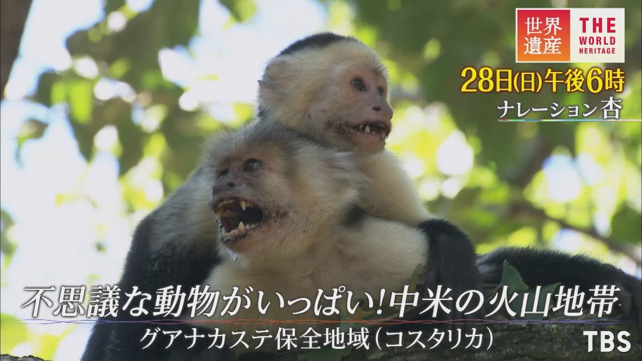 世界遺産 2 28 日 グアナカステ保全地域 不思議な動物がいっぱい 中米の火山地帯 Tbs Youtube