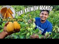       baramasi aam ki khati  exploring thai katimon mango farmingkatimonmango