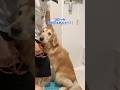 正反対なふたり🐶🐶 #ゴールデンレトリバー #大型犬