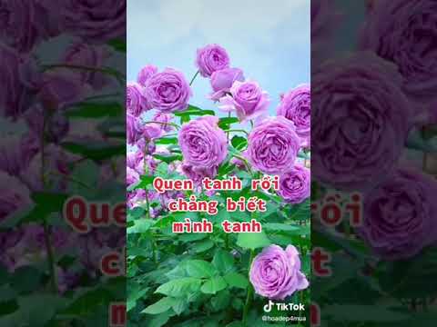 Video Vườn hoa hồng tím lịm lìm lim đẹp nhất thế giới... - youtube