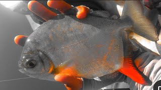 Red hook silver dollar fishing: Myloplus grand slam (3 different species)