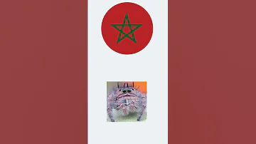 وأنتو وش تقولو عليه في بلدكم جيش السكاكين 