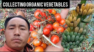 Collecting organic vegetables/Village life/@vefuzovlog