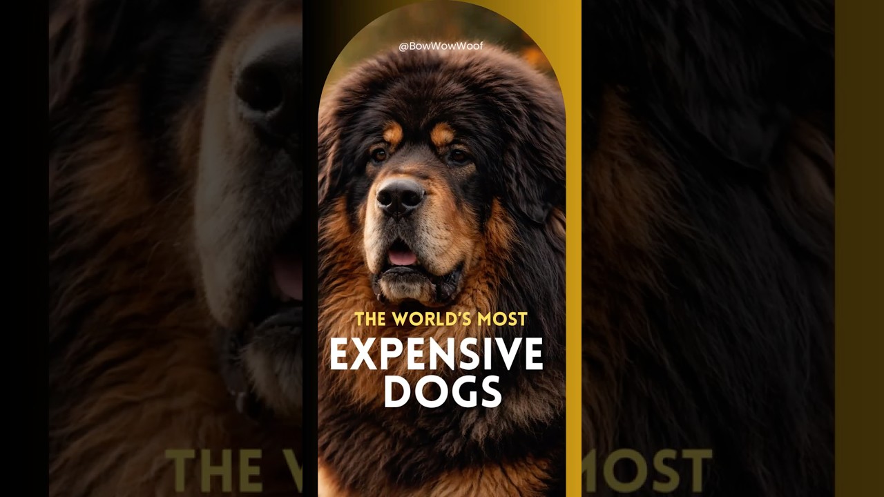 $1 Million Dogs?! Most Expensive Breeds You Won’t Believe! 