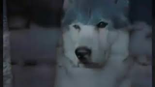 La Cain - Yalnız Kurt