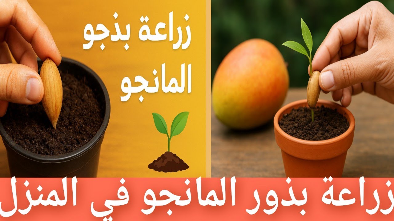 زراعة بذور المانجو في المنزل خطوة بخطوة