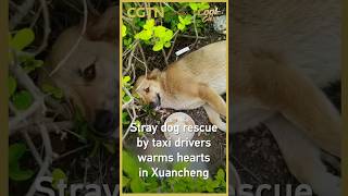 Stray dog rescue by taxi drivers warms hearts in Xuancheng #coolchina