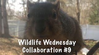 Wildlife Wednesday Collaboration #9