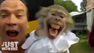 Funny Animals Screaming And Making Funny Noises D