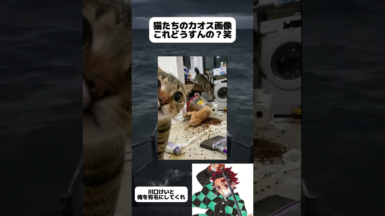 猫によるパラダイスの作り方#川口けいと