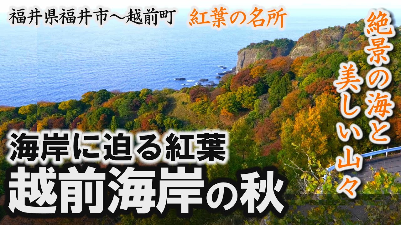 絶景の海と美しい山々、紅葉の名所「越前海岸の秋」海岸に迫る紅葉。福井市～越前町【動画紀行・福井県】Autumn at Echizenkaigan