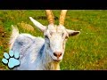 The Funniest Goats of All Time! | Funny Animal Compilation