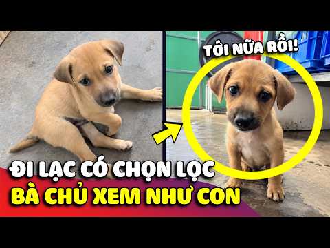 Bé cún đi lạc có chọn lọc, lạc vô quán cà phê được bà chủ xem như con ruột 😅 | Gâu Đần