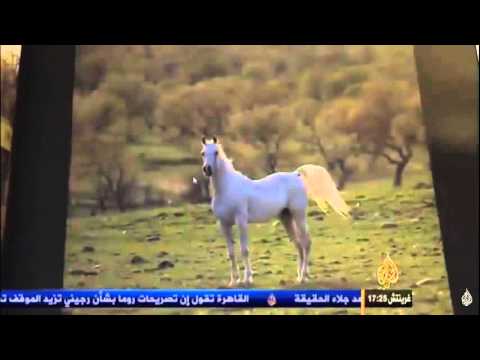 البث الحي لقناة الجزيرة الإخبارية - AlJazeera Arabic Live Stream - YouTube