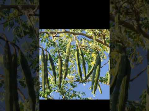 MAAJABU YA MTI WA MLONGE NA TIBA YAKE