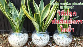 วิธีปลูกต้นลิ้นมังกรในน้ำ 🌱🌱🌱 เจริญเติบโตดีไม่แพ้ปลูกในดิน || Grow snake plants in water (7 Feb. 22)