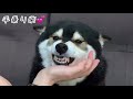 柴犬も手乗りの時代になりました。手乗り柴は ご機嫌で柴ラ〜ト響かせます