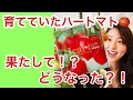 【育ててみた】ハートマト！果たしてどうなった？！