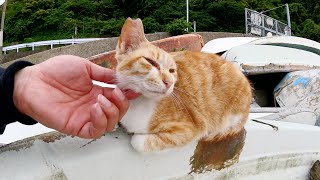 漁港に住む野良猫達が船の上で集会を開く