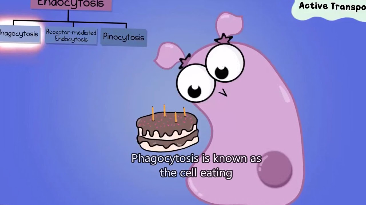 Active Transport Song YouTube