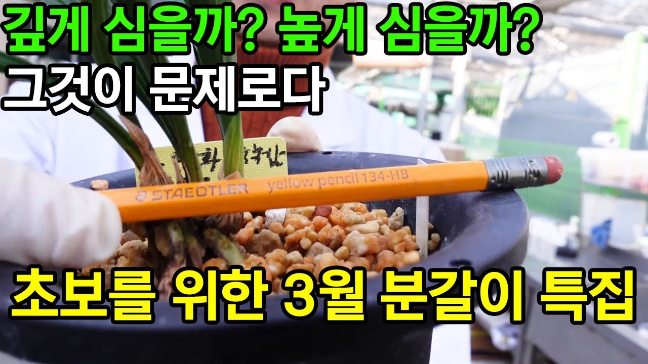 155편 분갈이 깊게 심을까 얕게 심을까?   [춘란,풍란,약초,명장,다육,난초,주식,재테크]