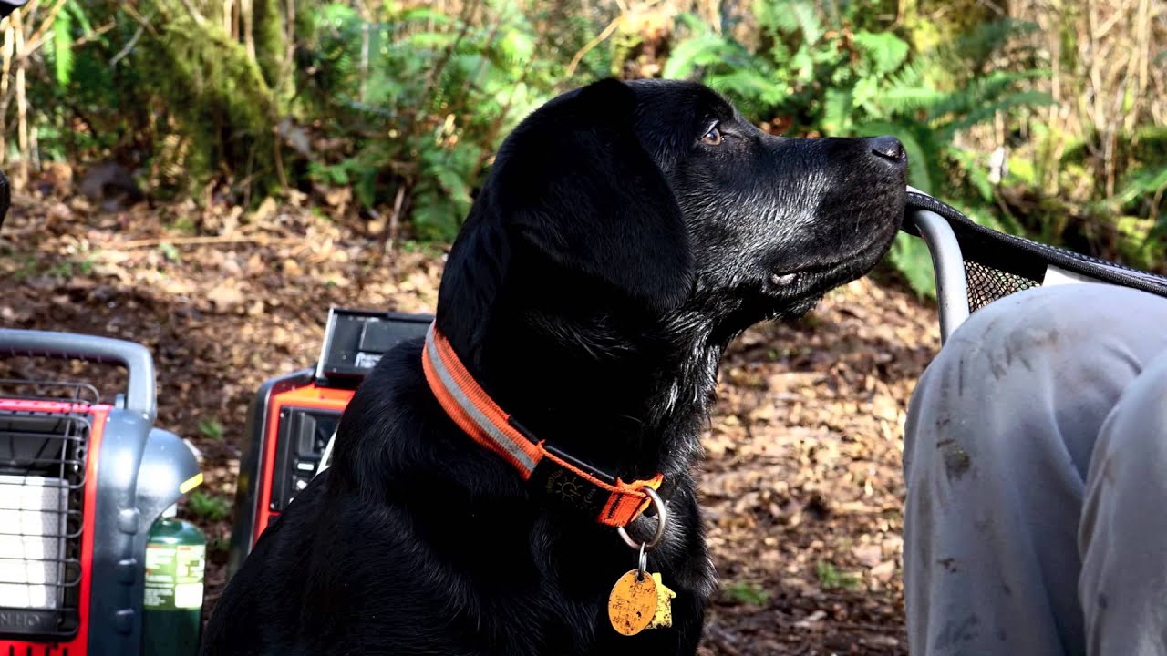 Sony FDR AX100 - Test Video