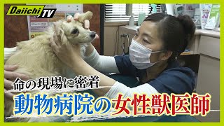 【密着】動物のSOSに全力疾走  命の現場で奮闘する女性獣医師【every.しずおか特集】