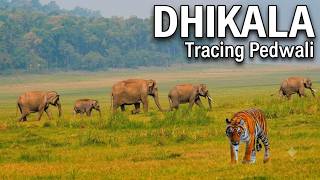 Dhikala Safari In Search of Pedwali